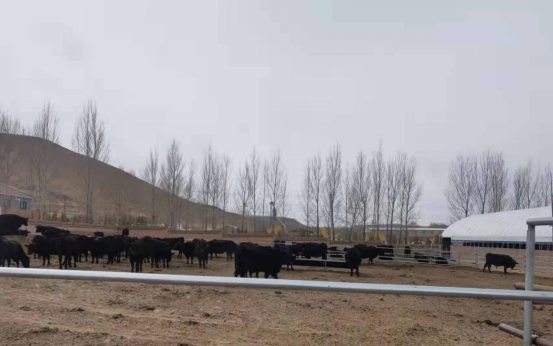 翁牛特旗:畜牧业生产开局良好,供给能力稳步提升