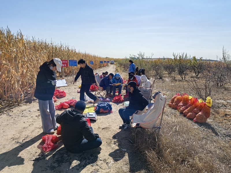 阿旗农牧局组织技术人员在玉米绿色高产高效及密植精准调控技术示范基地开展实收测产工作1.jpg