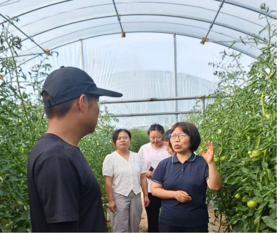 元宝山区元宝山镇指导番茄生产